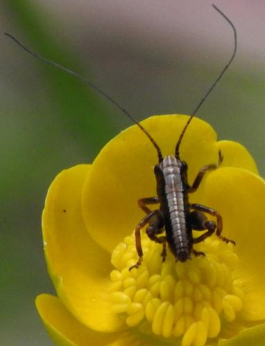 Pholidoptera griseoaptera